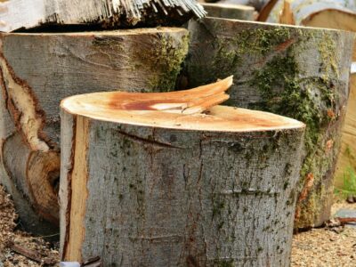 Tree stump grinder near me Bangor