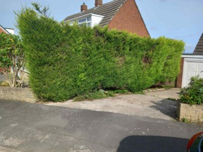 Conifer-Hedge-Removal-Before