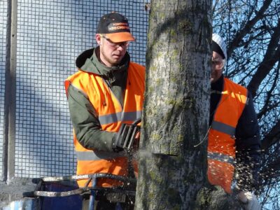 Tree felling cost in Flint