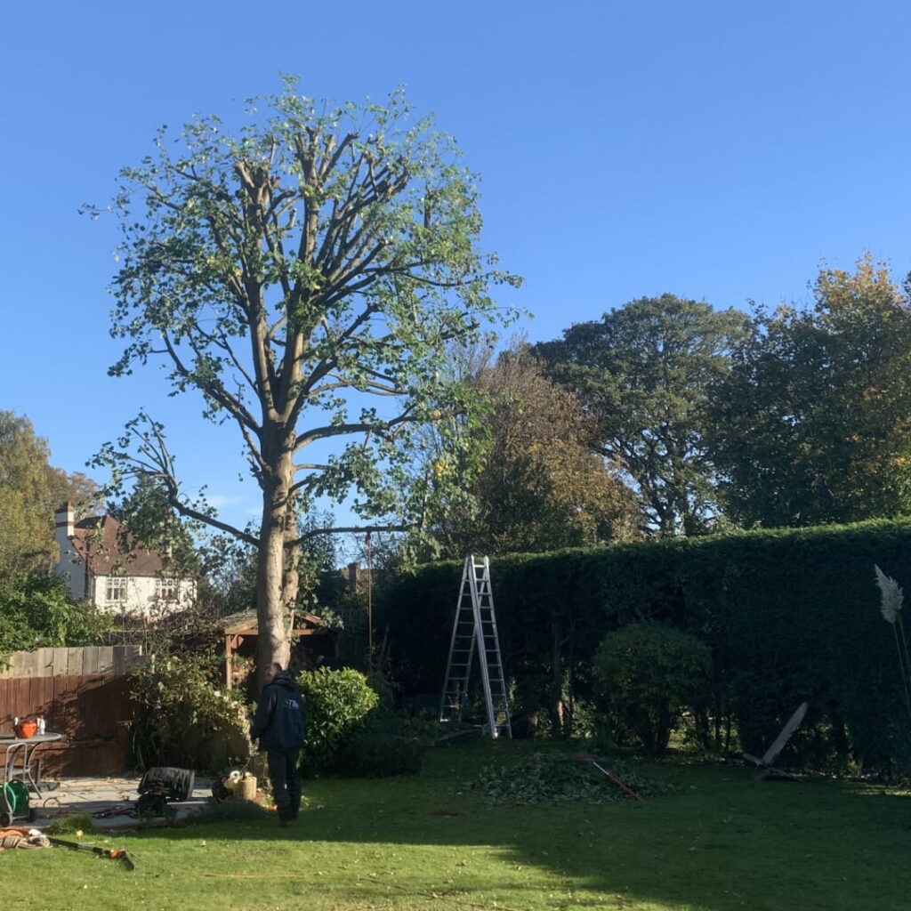Expert Wrexham tree trimming contractors
