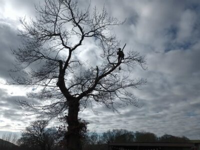 Crown Reduction tree surgeons near me Conwy