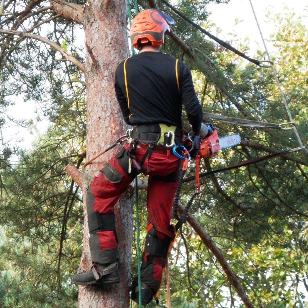 Tree removal contractor Conwy