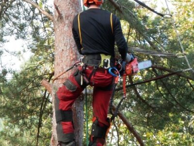 Tree felling cost in Colwyn Bay