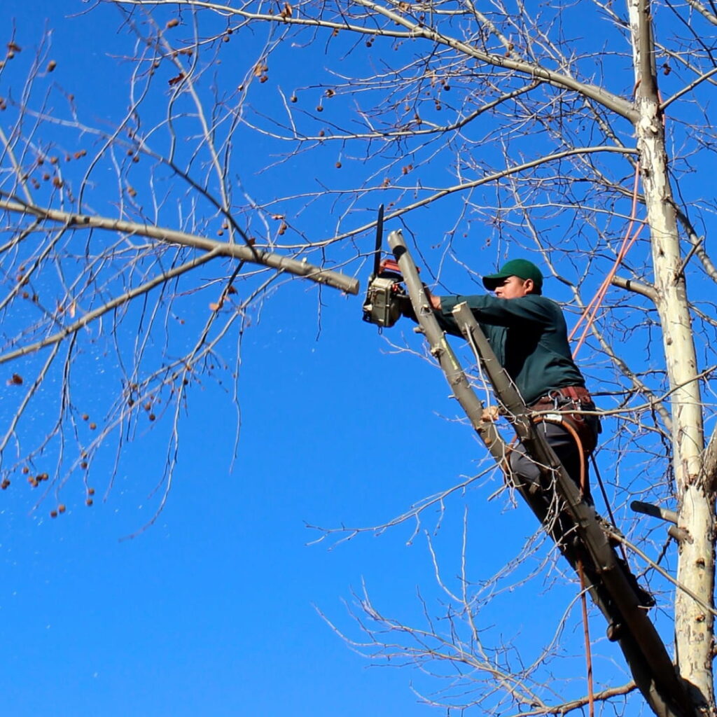 Expert tree trimming services Rhyl