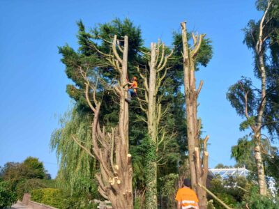 Cost of tree felling Rhyl