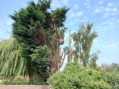 Local tree thinning & pruning contractor near me Llanynys