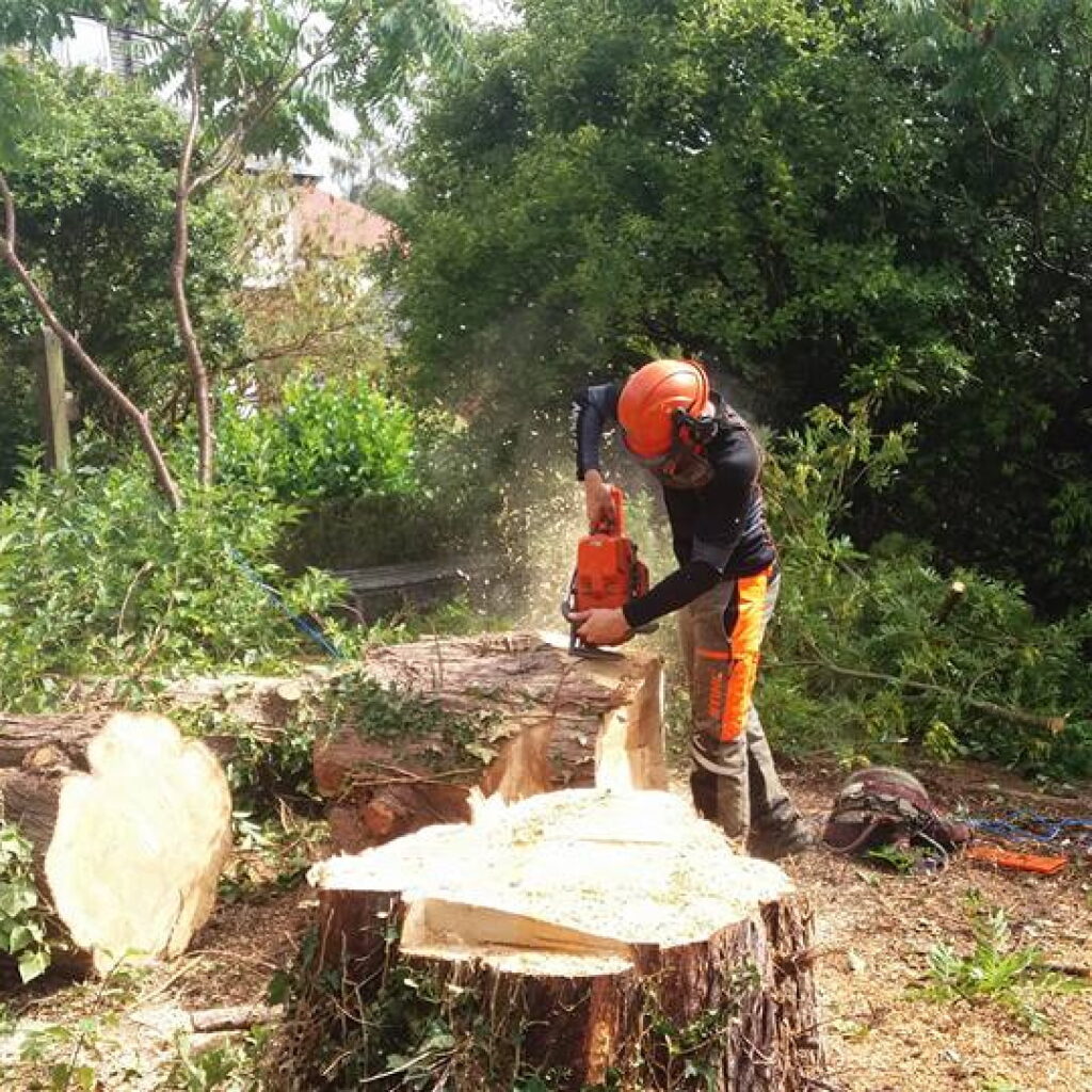Expert tree stump grinder Colwyn Bay