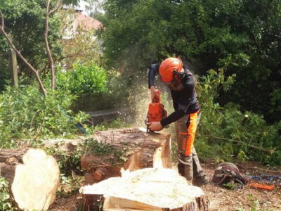 Colwyn Bay tree lowering company