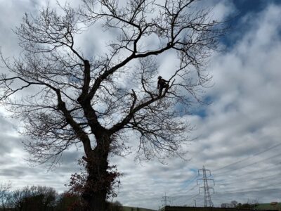 Professional tree surgery contractors near me North Wales