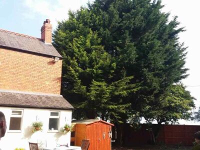 Local tree thinning & pruning contractor near me Conwy
