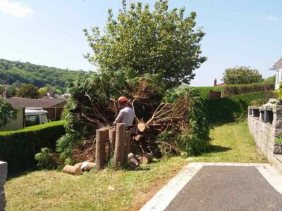 Cut down tree Shotton