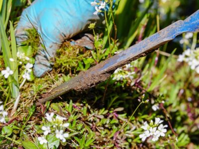 Weed Removal Services Colwyn Bay