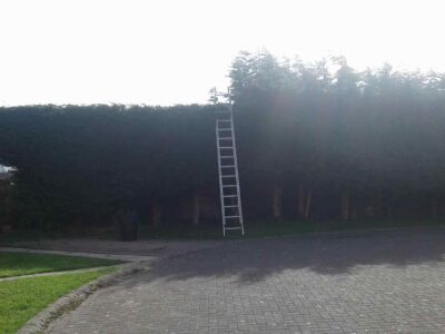 hedge-trimming-1