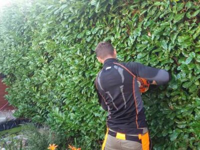 Cost of hedge trimming in Conwy