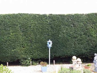 hedge-trimming-29