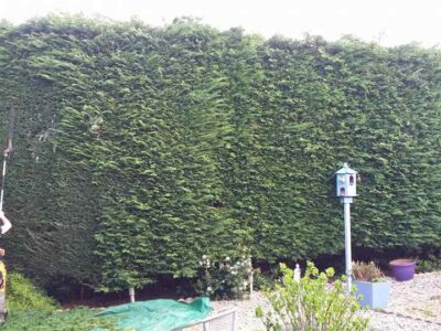 hedge-trimming-30