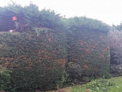 hedge-trimming-35