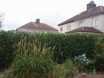 Cost of hedge trimming in Rhyl