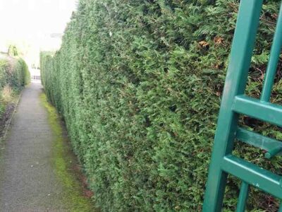 hedge-trimming-48