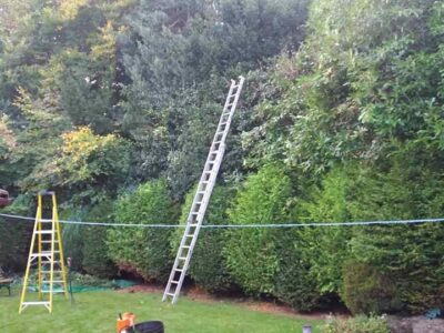 hedge-trimming-53