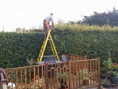 Hedge maintenance services in Conwy