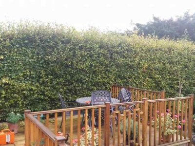 hedge-trimming-59