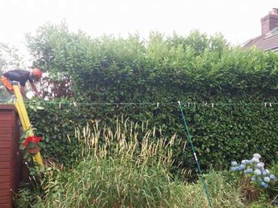 hedge-trimming-6