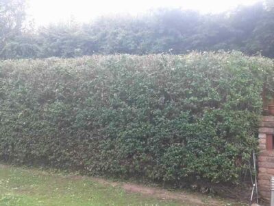 hedge-trimming-61