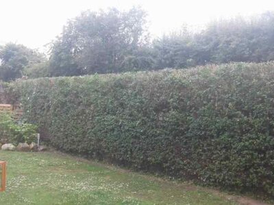 Cost of hedge trimming in Bangor